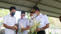 Uji Coba Bibit Jagung HR di Maros, Mampu Hasilkan 12 Ton Per Hektar