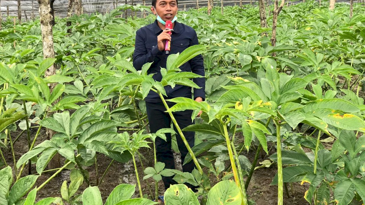 Pelopori Tanaman Porang di Sulsel, Nurdin Abdullah Apresiasi Syaharuddin Alrif