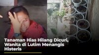 VIDEO: Tanaman Hias Hilang Dicuri, Wanita di Lutim Menangis Histeris