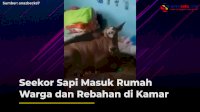 VIDEO: Seekor Sapi Masuk Rumah Warga dan Rebahan di Kamar