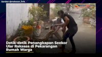 VIDEO: Detik-detik Penangkapan Seekor Ular Raksasa di Pekarangan Rumah Warga