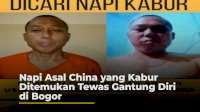 VIDEO: Napi Asal China yang Kabur Ditemukan Tewas Gantung Diri di Bogor