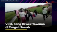 VIDEO: Viral, Geng Cewek Tawuran di Tengah Sawah