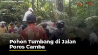 VIDEO: Pohon Tumbang di Jalan Poros Camba