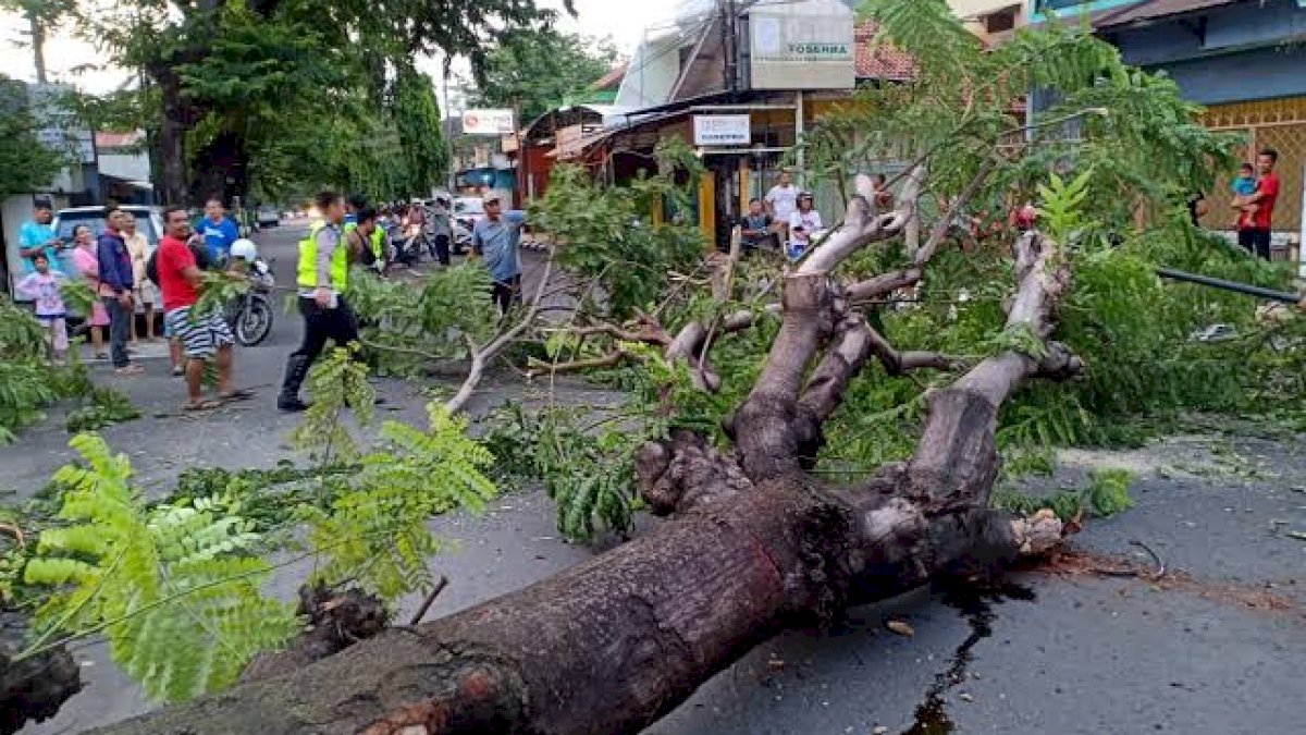 Antisipasi Pohon Tumbang di Musim Hujan, DLH Makassar Intensifkan Pemangkasan Pohon