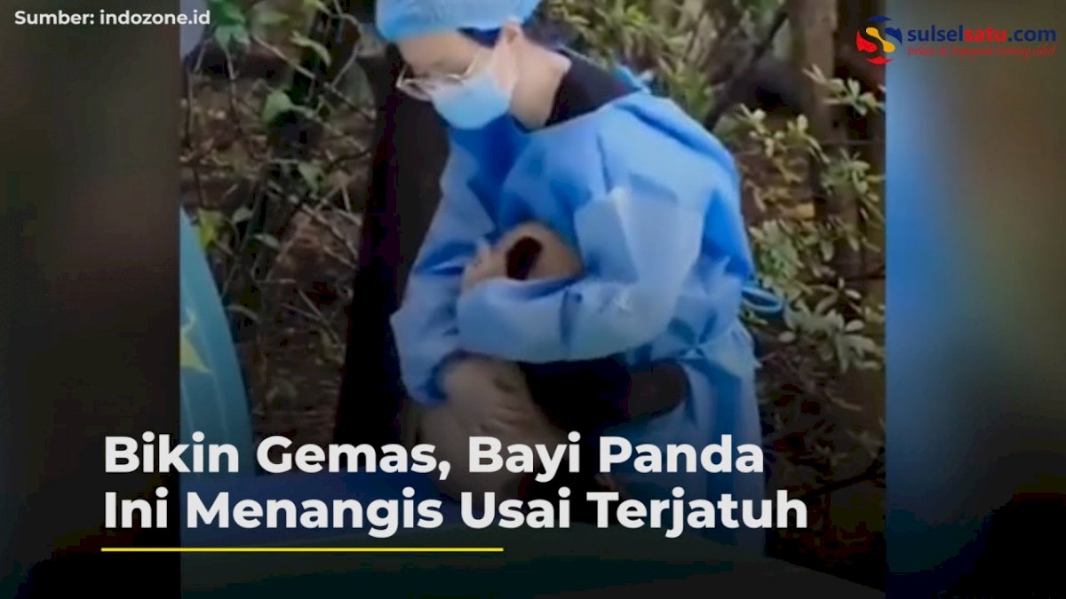 VIDEO: Bikin Gemas, Bayi Panda Ini Menangis Usai Terjatuh