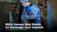 VIDEO: Bikin Gemas, Bayi Panda Ini Menangis Usai Terjatuh