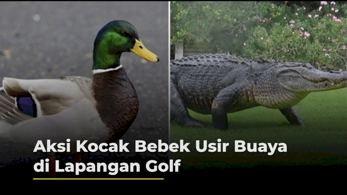VIDEO: Aksi Kocak Gerombolan Bebek Usir Buaya di Lapangan Golf