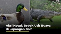 VIDEO: Aksi Kocak Gerombolan Bebek Usir Buaya di Lapangan Golf