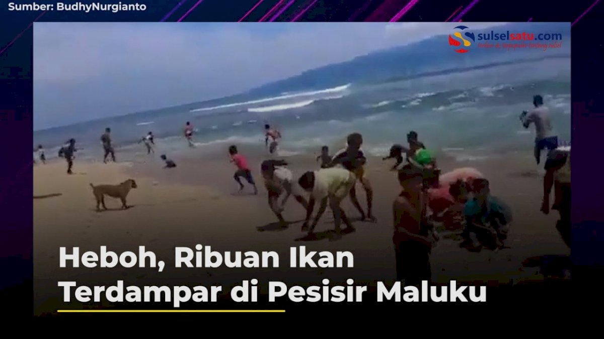 VIDEO: Heboh, Ribuan Ikan Terdampar di Pesisir Maluku