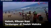 VIDEO: Heboh, Ribuan Ikan Terdampar di Pesisir Maluku