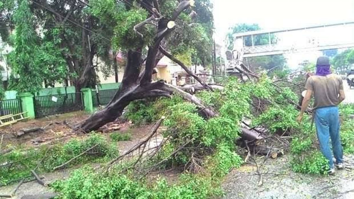 Pohon Tumbang Jadi Ancaman, Dewan Minta Pemerintah Siaga