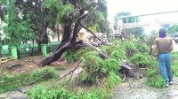 Pohon Tumbang Jadi Ancaman, Dewan Minta Pemerintah Siaga