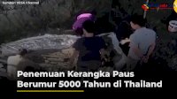 VIDEO: Penemuan Kerangka Paus Berumur 5000 Tahun di Thailand