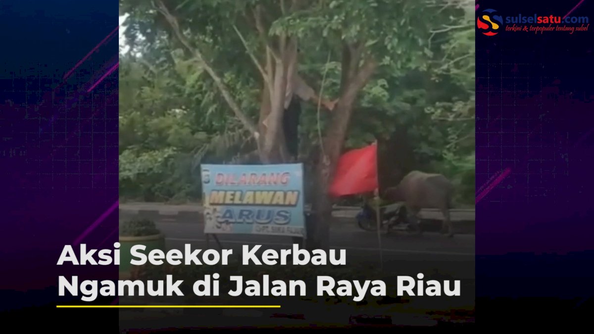 VIDEO: Aksi Seekor Kerbau Ngamuk di Jalan Raya Riau