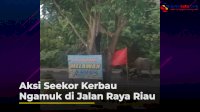 VIDEO: Aksi Seekor Kerbau Ngamuk di Jalan Raya Riau