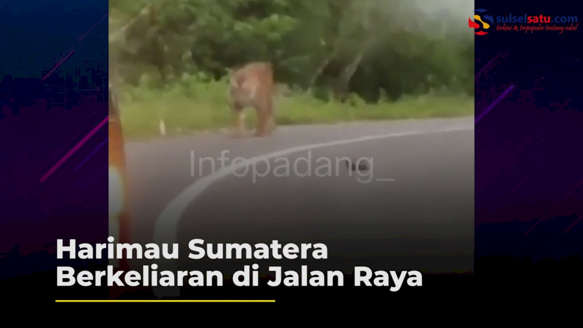VIDEO: Heboh, Harimau Sumatera Berkeliaran di Jalan