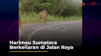 VIDEO: Heboh, Harimau Sumatera Berkeliaran di Jalan