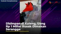 VIDEO: Disimpan di Kaleng, Uang Rp 1 Miliar Rusak Dimakan Serangga