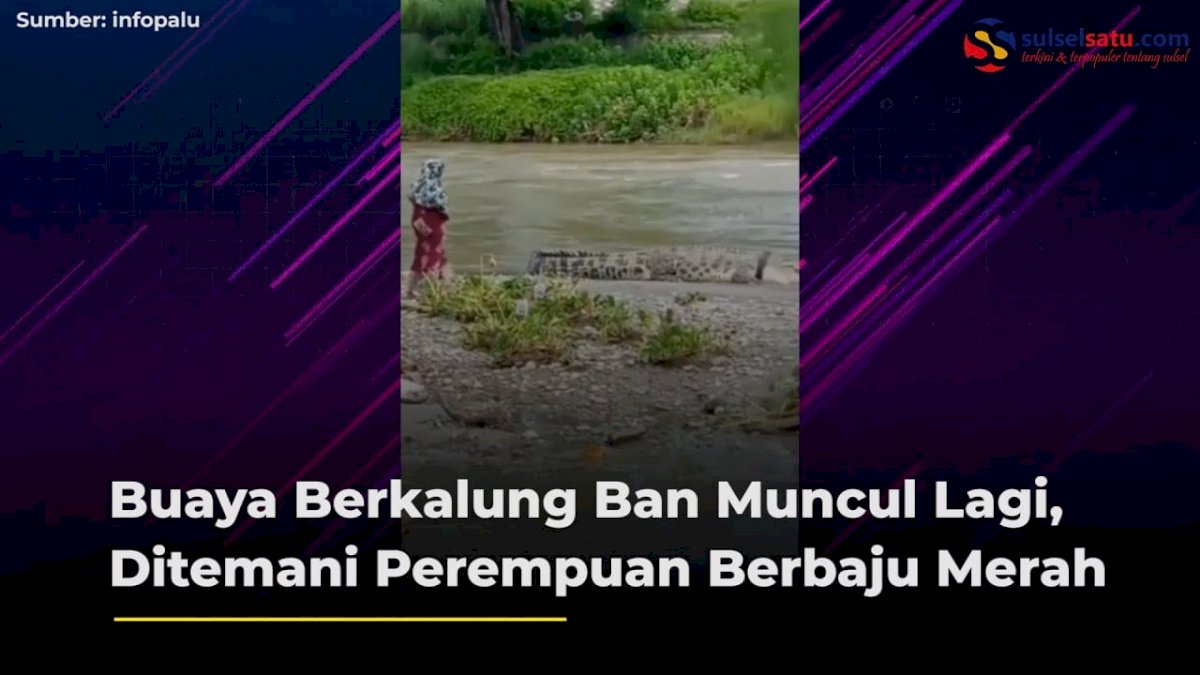 VIDEO: Buaya Berkalung Ban Muncul Lagi, Ditemani Perempuan Berhijab