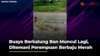 VIDEO: Buaya Berkalung Ban Muncul Lagi, Ditemani Perempuan Berhijab