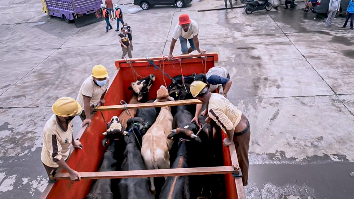 Siap-siap, Peternak Gowa Bakal Dapat Sapi Asal Surbaya