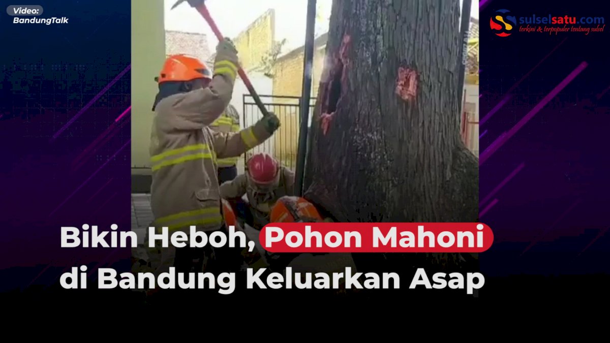 VIDEO: Bikin Heboh, Pohon Mahoni di Bandung Keluarkan Asap
