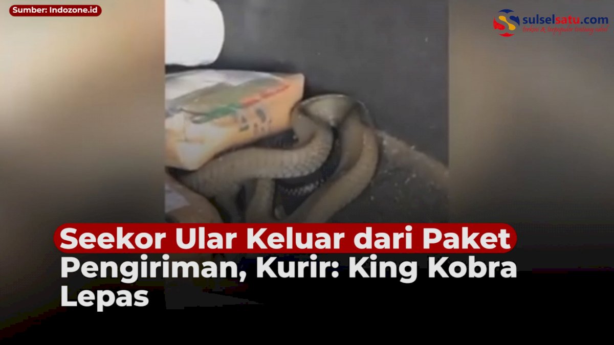 VIDEO: Seekor Ular Keluar dari Paket Pengiriman, Kurir: King Kobra Lepas