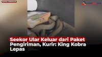 VIDEO: Seekor Ular Keluar dari Paket Pengiriman, Kurir: King Kobra Lepas