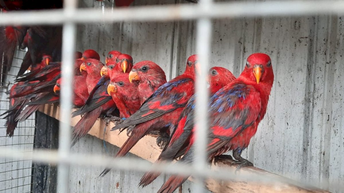 Ratusan Burung Nuri Selundupan Asal Maluku Gagal Masuk Makassar