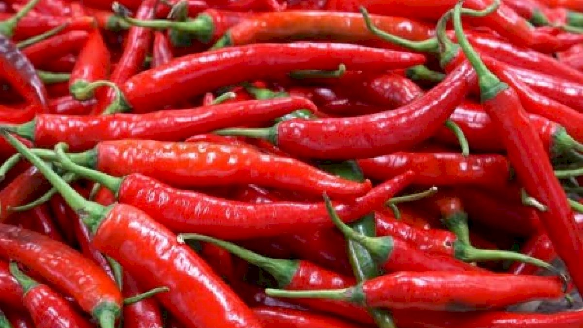 Kementan Jamin Kenaikan Harga Cabai Hanya Sementara