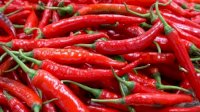Kementan Jamin Kenaikan Harga Cabai Hanya Sementara