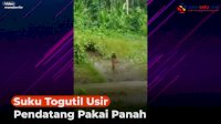 VIDEO: Suku Togutil di Hutan Halmahera Usir Pendatang Pakai Panah