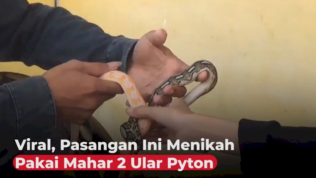VIDEO: Viral, Pasangan Ini Menikah Pakai Mahar 2 Ular Piton