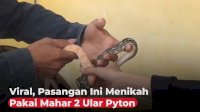 VIDEO: Viral, Pasangan Ini Menikah Pakai Mahar 2 Ular Piton