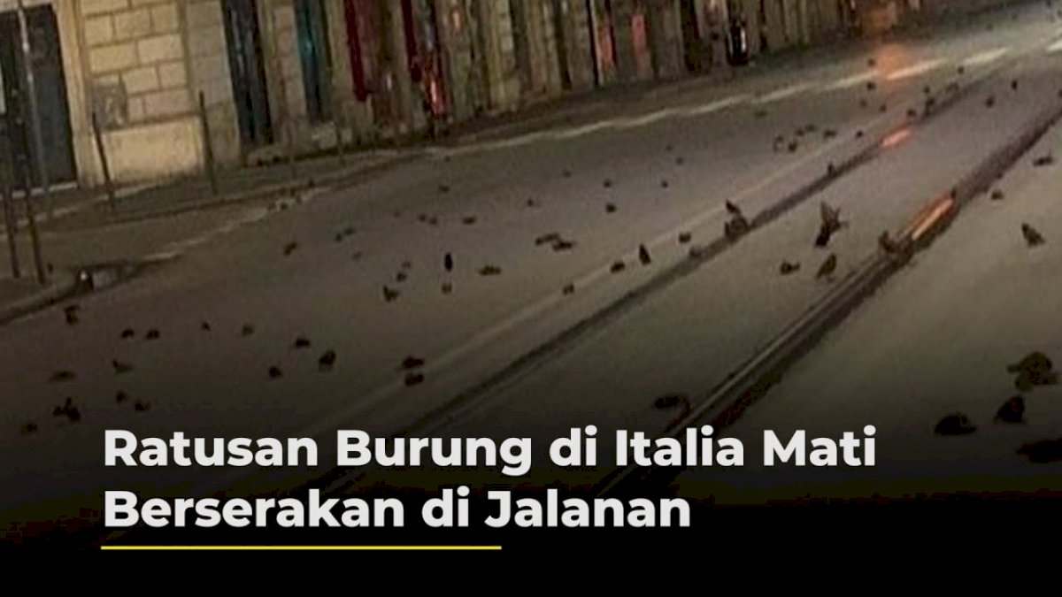 VIDEO: Ratusan Burung di Italia Mati Berserakan di Jalanan