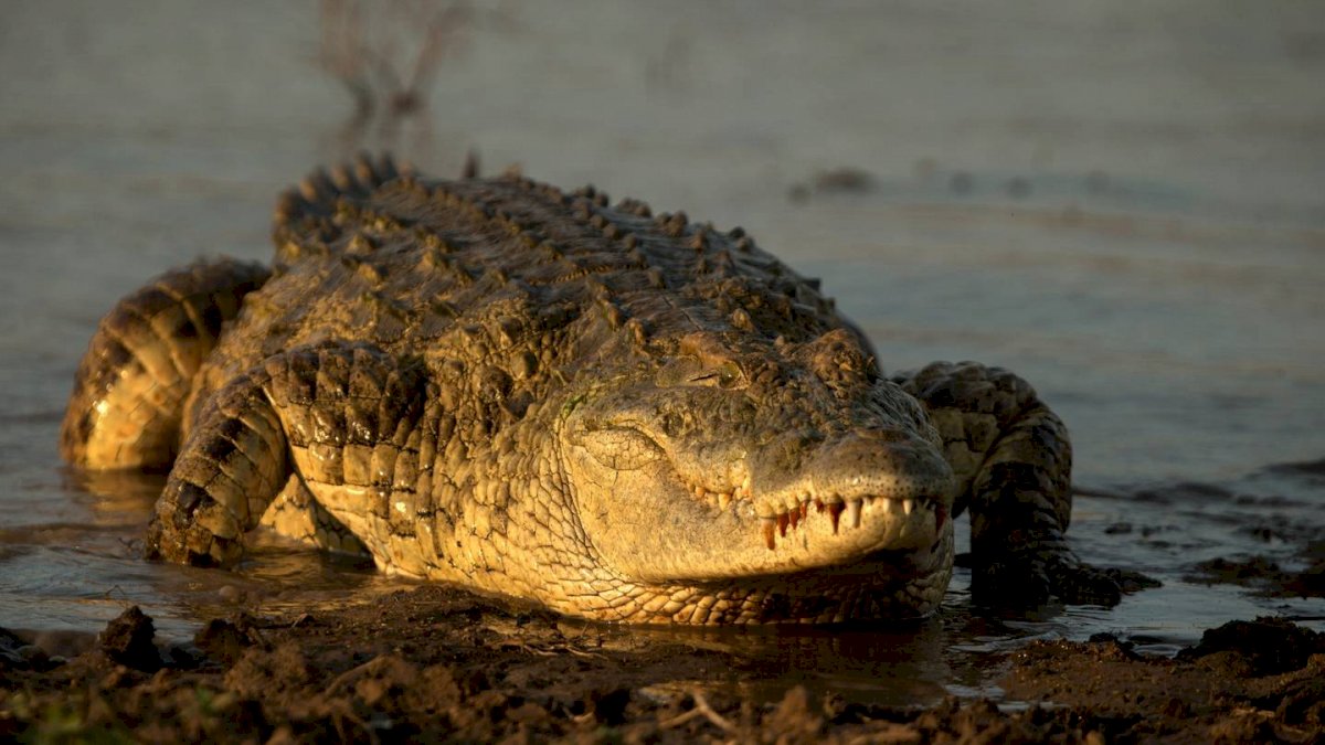 Ngeri! Buaya Raksasa Nongkrong di Dekat Perahu Nelayan yang Hilang