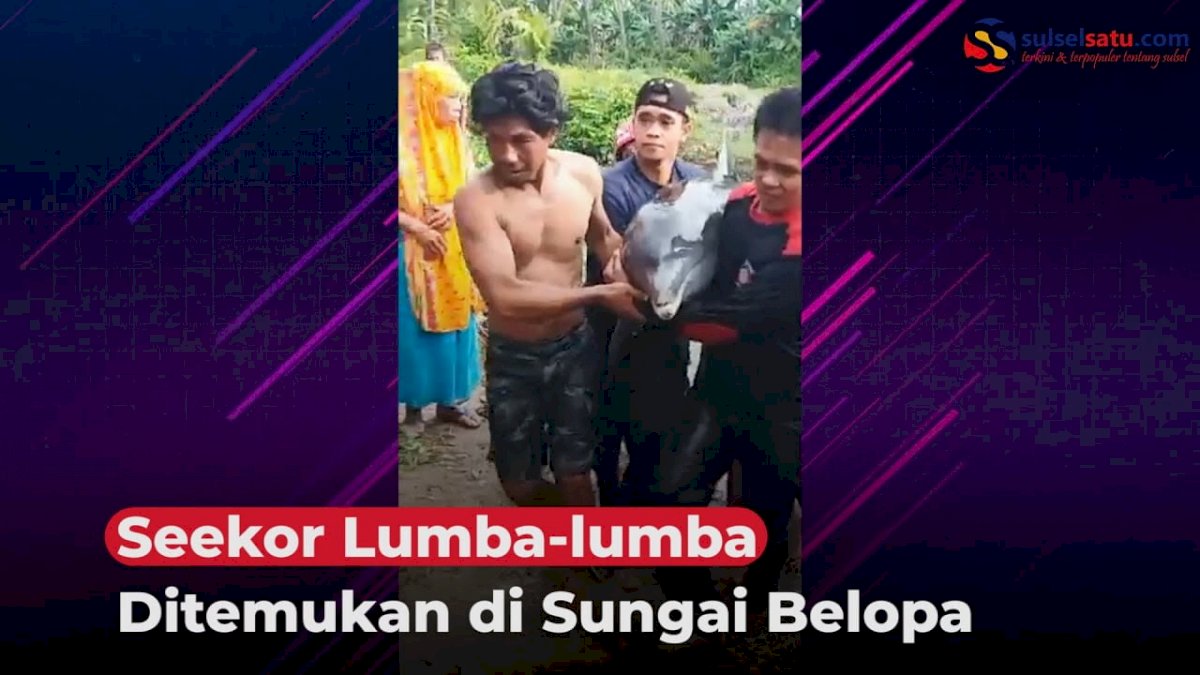 VIDEO: Seekor Lumba-lumba Ditemukan di Sungai Belopa