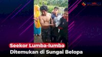 VIDEO: Seekor Lumba-lumba Ditemukan di Sungai Belopa