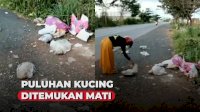 VIDEO: Puluhan Kucing Ditemukan Mati, Mayatnya Berhamburan di Jalan