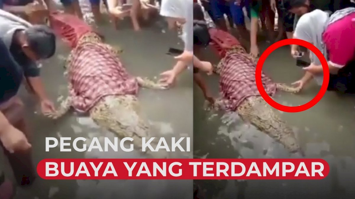 VIDEO: Warga Kerumuni Buaya yang Terdampar di Pantai Lamundre, Bahkan Pegang Kakinya