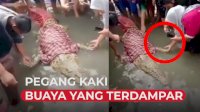 VIDEO: Warga Kerumuni Buaya yang Terdampar di Pantai Lamundre, Bahkan Pegang Kakinya