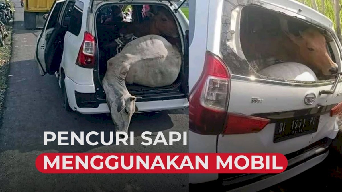 VIDEO: Polisi Gagalkan Pencuri Sapi Menggunakan Mobil Xenia