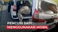 VIDEO: Polisi Gagalkan Pencuri Sapi Menggunakan Mobil Xenia