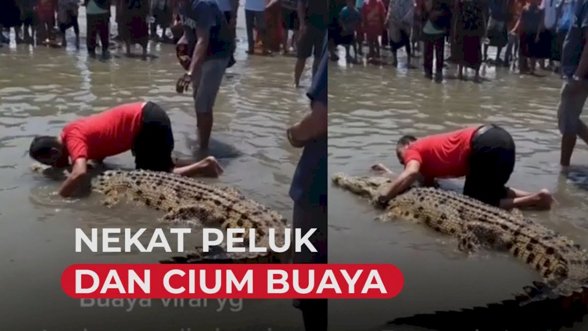 VIDEO: Buaya Terdampar di Kolaka Jadi Tontonan