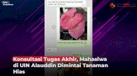 VIDEO: Konsultasi Tugas Akhir, Mahasiwa di UIN Alauddin Dimintai Tanaman Hias