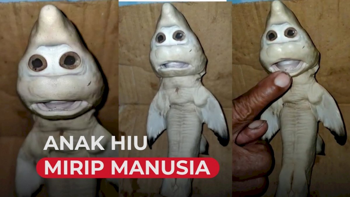 VIDEO: Heboh, Nelayan di NTT Temukan Ikan Hiu Mirip Muka Manusia