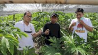 Punya Nilai Ekonomis Tinggi, Danny: Kita Akan Tanam Porang di Lorong-lorong Makassar