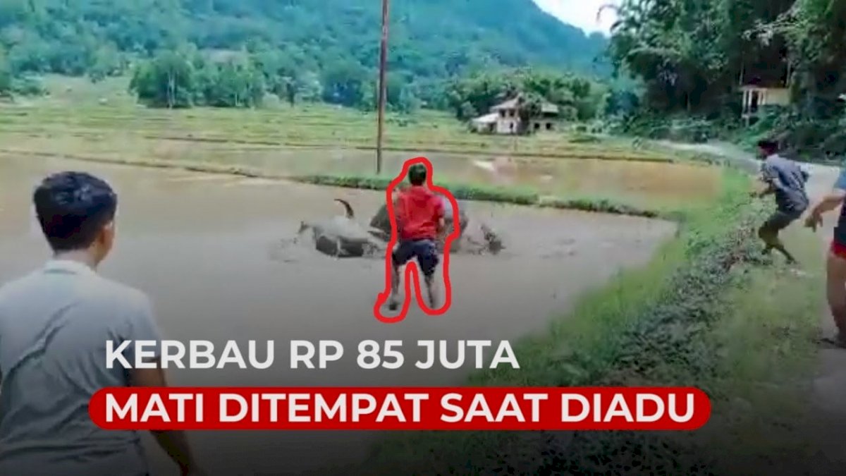 VIDEO: Kerbau Harga Rp 85 Juta di Toraja Utara Tewas Saat Diadu