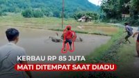 VIDEO: Kerbau Harga Rp 85 Juta di Toraja Utara Tewas Saat Diadu